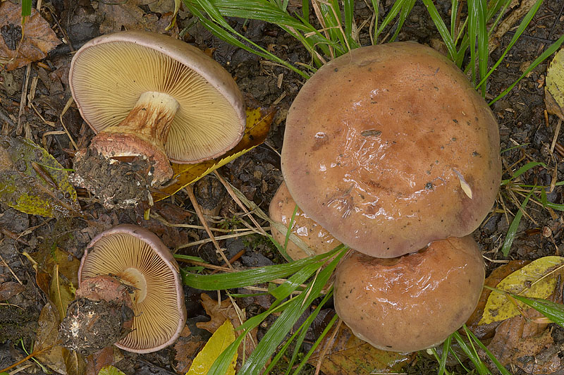 Cortinarius (subgenus Phlegmacium) xanthophyllus